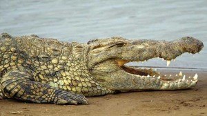krokodeilos-κροκοδειλος