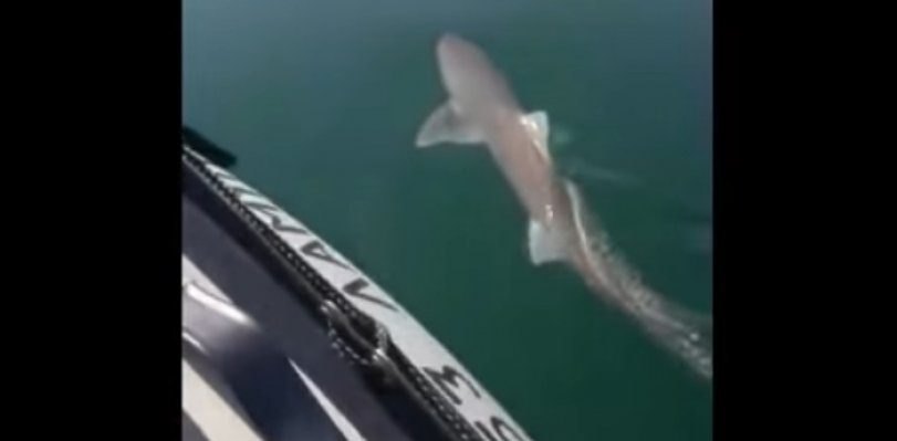 Εντόπισαν καρχαρία 1,5 μέτρου, λίγα μέτρα από τις ακτές της Εύβοιας (VIDEO)