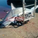 Ψάρεψε... καρχαρία 200 κιλών στην Πάτρα! (ΦΩΤΟ)