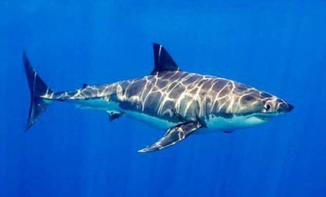 Ψάρεψε... καρχαρία 200 κιλών στην Πάτρα! (ΦΩΤΟ)
