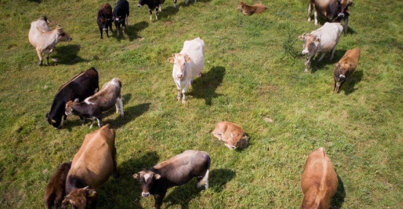 Εντοπίστηκε κρούσμα της νόσου των τρελών αγελάδων στη Σκωτία