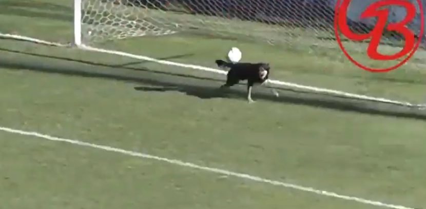 Σκύλος απέκρουσε γκολ στην Αργεντινή (VIDEO)