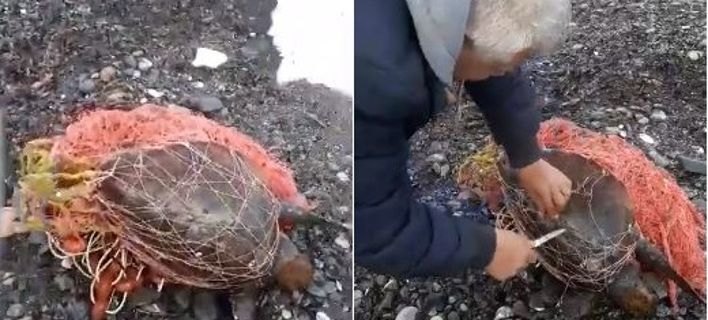 Καρέ – καρέ η διάσωση μιας μικρής χελώνας εγκλωβισμένης σε δίχτυα (VIDEO)