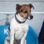 Ένα σκυλάκι έκλεψε την παράσταση στο Τρίκαλα – Πλατανιάς (ΦΩΤΟ)
