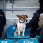 Ένα σκυλάκι έκλεψε την παράσταση στο Τρίκαλα – Πλατανιάς (ΦΩΤΟ)