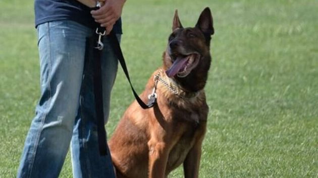 Θλίψη στην ΕΛ.ΑΣ.: O ΑΕΚτζής αστυνομικός σκύλος που «έφυγε»