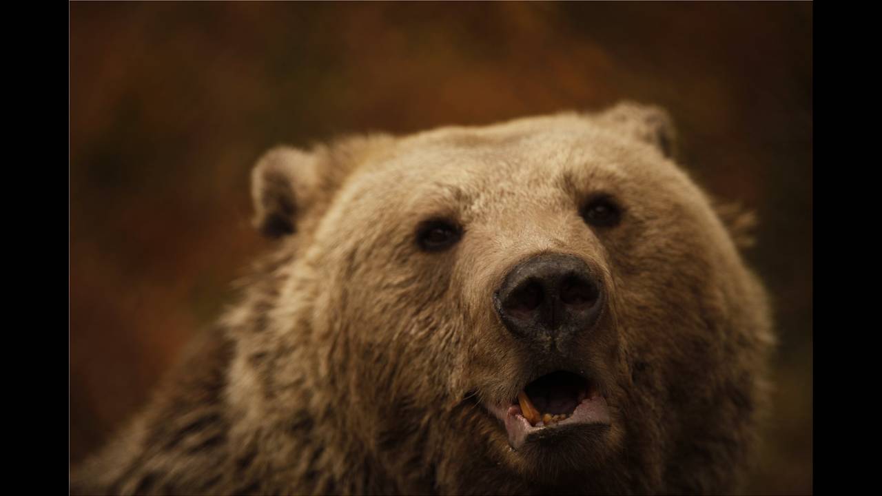Ξύπνησαν οι αρκούδες στο Νυμφαίο - Ο πιο σύντομος χειμέριος ύπνος των τελευταίων ετών