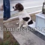 «Ραγίζει» καρδιές ο σκύλος που συνόδευσε το αφεντικό του στον τάφο στη Φθιώτιδα (ΦΩΤΟ-VIDEO)
