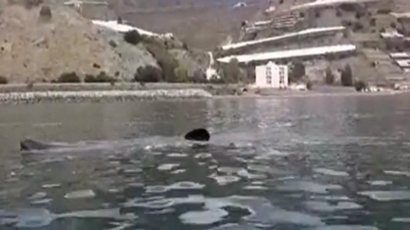 Καρχαρίας σχεδόν 8 μέτρων εμφανίστηκε σε παραλία της Ισπανίας (VIDEO)
