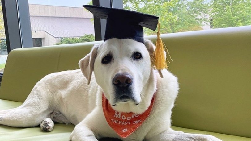 Λαμπραντόρ πήρε το πτυχίο κτηνιατρικής από το Πανεπιστήμιο Virginia Tech (VIDEO)