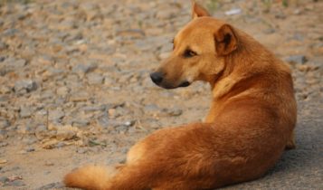 Μυτιλήνη: Πρόστιμο 500 ευρώ επειδή... γάβγιζε ο σκύλος του