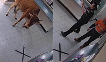 Αυστραλία: Αγελάδα μπήκε σε αστυνομικό τμήμα - Έβγαζαν σέλφι οι αστυνομικοί (VIDEO)