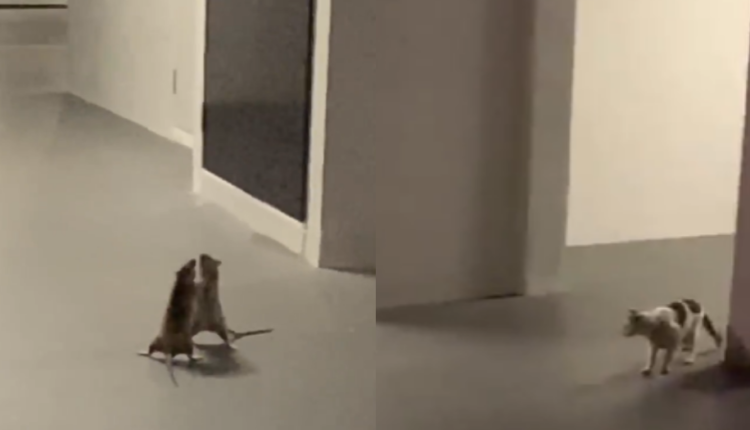 Γάτα παρακολουθεί ποντίκια να παίζουν μπουνιές! (VIDEO)