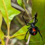 Αράχνη «μαύρη χήρα» στη Δυτική Ελλάδα -Τσίμπησε βρέφος και μια γυναίκα