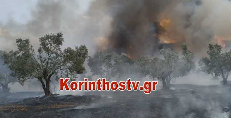 Μεγάλη φωτιά στις Κεχριές Κορινθίας: Εκκενώθηκαν οικισμοί και κατασκήνωση (VIDEO)