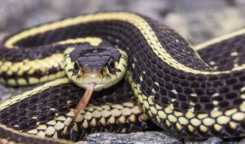 Τρίκαλα: Μάνα τα έβαλε με φίδι που ανέβαινε στο κρεβάτι του παιδιού της