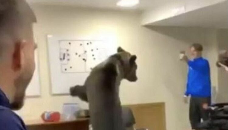 Αρκούδα σπέρνει τον πανικό μέσα στα αποδυτήρια ρωσικής ομάδας (VIDEO)
