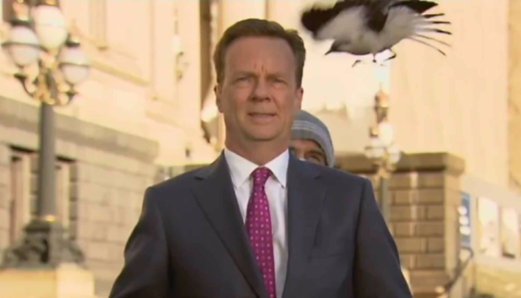 Δημοσιογράφος στην Αυστραλία δέχεται... επίθεση από πουλί σε ζωντανή μετάδοση (VIDEO)