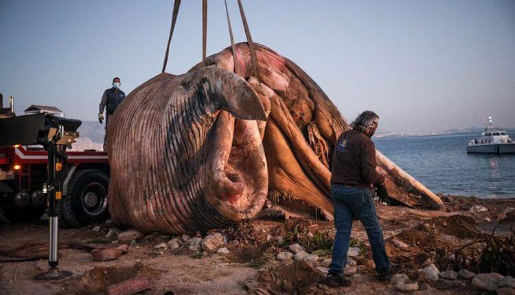 ΣΟΚ: Νεκρή φάλαινα στον Πειραιά