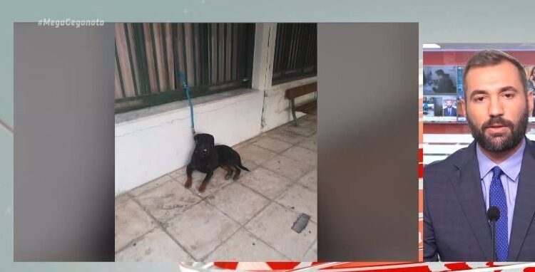 Νέα Φιλαδέλφεια: Ληστές χρησιμοποιούσαν σκυλί στις επιθέσεις τους! (VIDEO)
