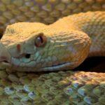 Αθήνα: 25χρονος χαροπαλεύει μετά από δάγκωμα κόμπρας -Είχε 17 φίδια