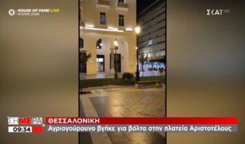 Θεσσαλονίκη: Αγριογούρουνο βγήκε... τσάρκα στην Αριστοτέλους (VIDEO)