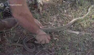 Φίδι σκόρπισε τον πανικό στα ΚΤΕΛ Κηφισού (VIDEO)