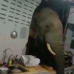 Ταϊλάνδη: Ελέφαντας εισβάλει σε σπίτι και ψάχνει για τροφή (VIDEO)
