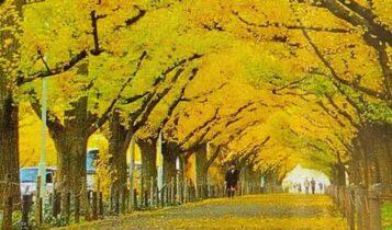 «Αγιά Σοφιά-OPAP Arena»: Κίτρινα δένδρα παντού στον εξωτερικό χώρο!