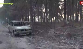 Τατόι: Εικόνες απόλυτης καταστροφής μετά την πυρκαγιά (VIDEO)