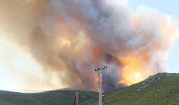 Βίλια: Αναζωπυρώθηκε η πυρκαγιά - Πλησιάζει στα σπίτια (VIDEO)