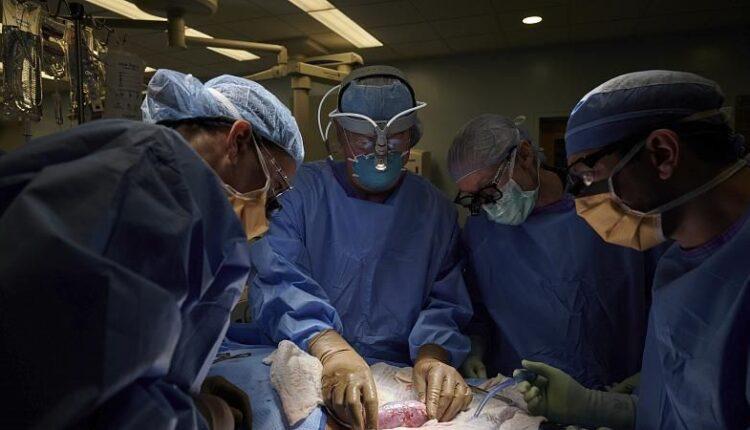 ΗΠΑ: Πρώτη μεταμόσχευση νεφρού από γουρούνι σε άνθρωπο (VIDEO)
