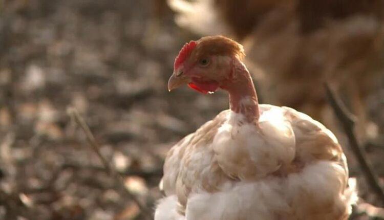 Γαλλία: Μέτρα κατά της γρίπης των πτηνών (VIDEO)