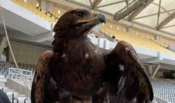 Ο αετός της ΑΕΚ θα πετά στην «OPAP Arena»: Αποστομωτική απάντηση στον Αρσένη από τον Γιώργο Αμυρά (VIDEO)