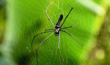 Τεράστιες αράχνες έκαναν επιδρομή σε ολόκληρη πόλη (VIDEO)