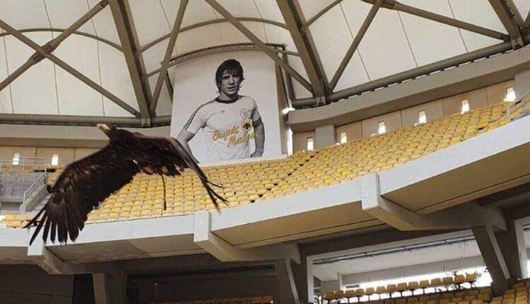 «OPAP Arena»: Ο αετός πέταξε υπό το... βλέμμα του Θωμά Μαύρου (ΦΩΤΟ)