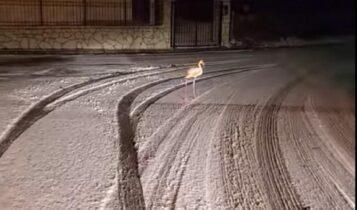 Ευρυτανία: Φλαμίνγκο κάνει βόλτες σε χιονισμένο δρόμο