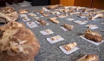 Λέσβος: Βρέθηκαν απολιθωμένα οστά ζώων