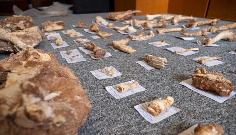 Λέσβος: Βρέθηκαν απολιθωμένα οστά ζώων