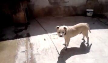 Πάτρα: Πίτμπουλ σκότωσε σκύλο και επιτέθηκε σε ζευγάρι ηλικιωμένων και το εγγόνι τους (VIDEO)