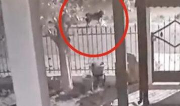 Απίστευτο: Λύκοι… πολιορκούν σπίτι στο Νεοχώρι Ημαθίας (VIDEO)