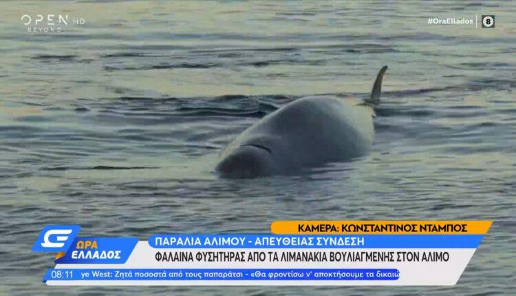 Φάλαινα φυσητήρας στον Άλιμο - Αγωνία για τον απεγκλωβισμό της (VIDEO)