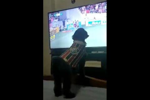 Viral VIDEO με σκυλάκο ντυμένο με τη φανέλα της Φλουμινένσε να πανηγυρίζει γκολ