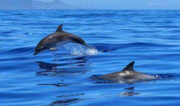Οι Ρώσοι επιστράτευσαν εκπαιδευμένα δελφίνια στη Μαύρη Θάλασσα