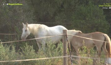 Ναύπακτος: Βγήκαν για βόλτα και τους... ποδοπάτησαν τα άγρια άλογα (VIDEO)