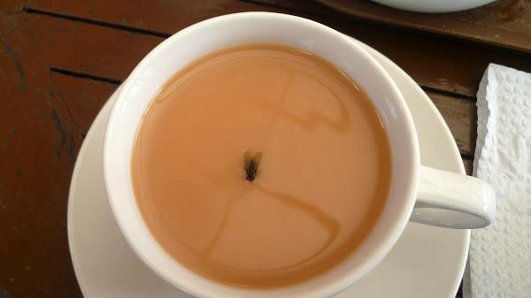 Αν λύσεις το γρίφο με το τσάι και την μύγα σε λιγότερο από 1′ ανήκεις στους πιο ευφυείς Έλληνες