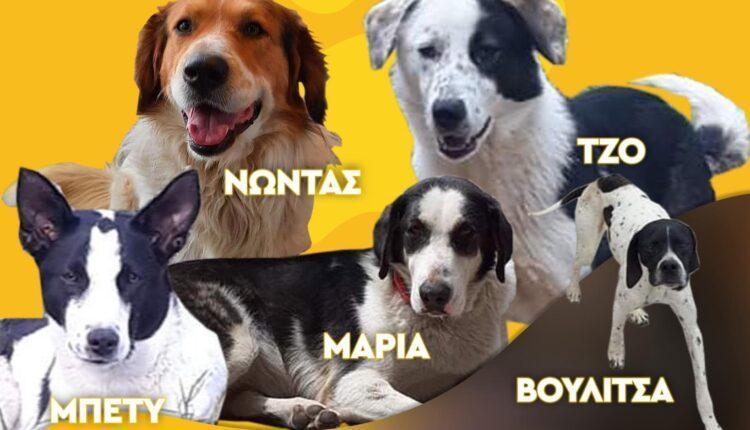 ΑΕΚ: «Ας βρούμε μια οικογένεια στα πέντε υπέροχα αδέσποτα σκυλάκια» (ΦΩΤΟ)