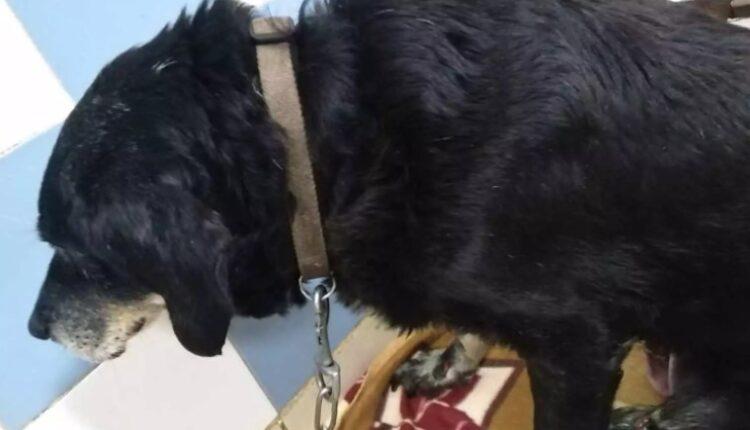 Διεστραμμένος άνδρας έδεσε σκύλο σε προφυλακτήρα αυτοκινήτου και τον έσερνε για ώρα στα Χανιά