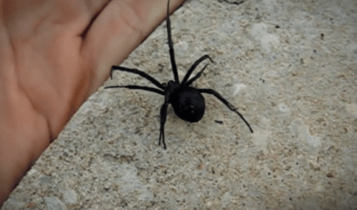 Αχαΐα: 36χρονος μεταφέρθηκε στο νοσοκομείο με ενοχλήσεις από τσίμπημα της αράχνης «μαύρη χήρα» (VIDEO)