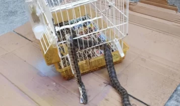 Απίστευτο: Φίδι μπήκε σε αυλή σπιτιού στη Λάρισα και καταβρόχθισε καναρίνι (ΦΩΤΟ)